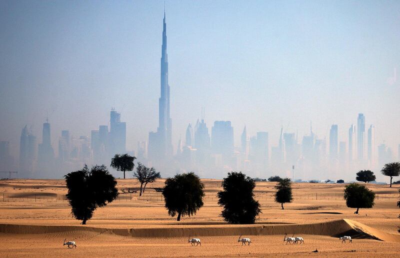 Arabian oryx in Dubai on the first day of Eid Al Fitr. AFP