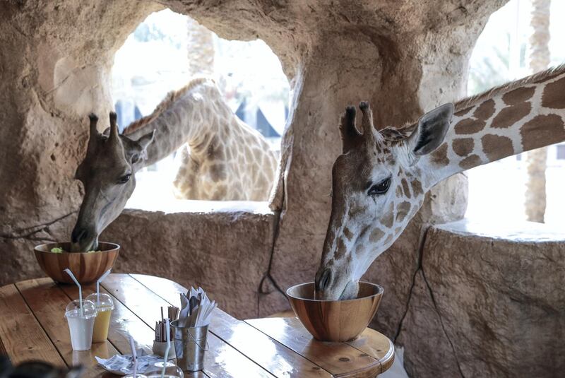Abu Dhabi, United Arab Emirates, August 4, 2019.  Breakfast with giraffes at the Emirates Park Zoo. —  (L-R)  Mary and Amy having breakfast with Andy Scott and Sophie Prideaux of The National.
 Victor Besa/The National
Section:  NA
Reporter:  Sophie Prideaux