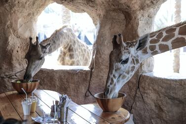 You can have breakfast with giraffes at Emirates Park Zoo in Abu Dhabi. Victor Besa/The National Section: NA Reporter: Sophie Prideaux
