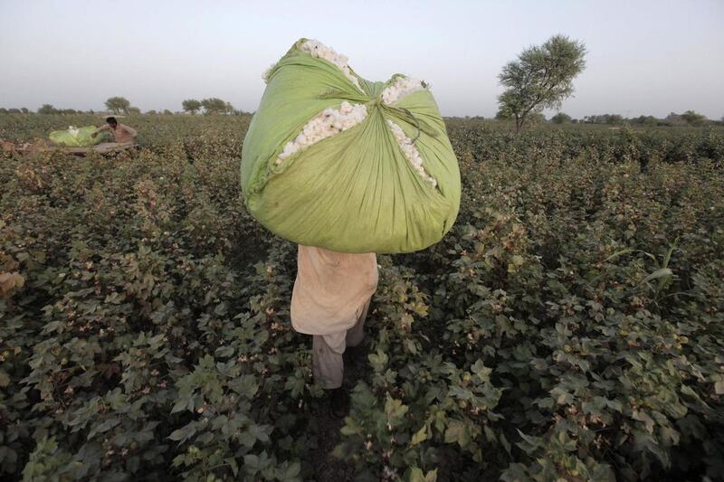 A man carries a bundle of cotton blooms on his shoulder, collected by women in a field. Akhtar Soomro / REUTERS