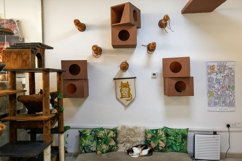 It's been a hard day at the Ailuromania Cat Cafe in Dubai. Reuters