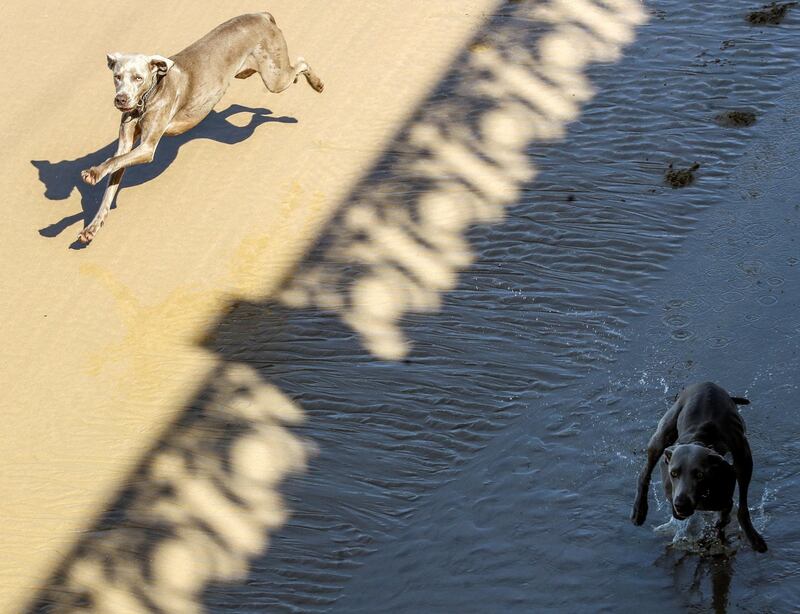 Two dogs run along La Concha beach in San Sebastian, Spain. Javier Etxezarreta / EPA
