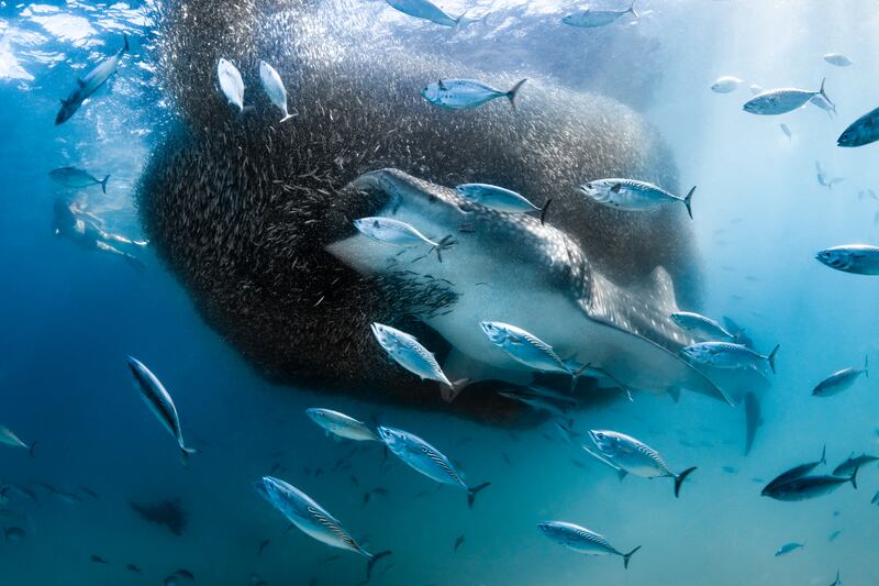 Third place, Portfolio, Jake Wilton. A whale shark moves through a baitball on the Ningaloo Reef.