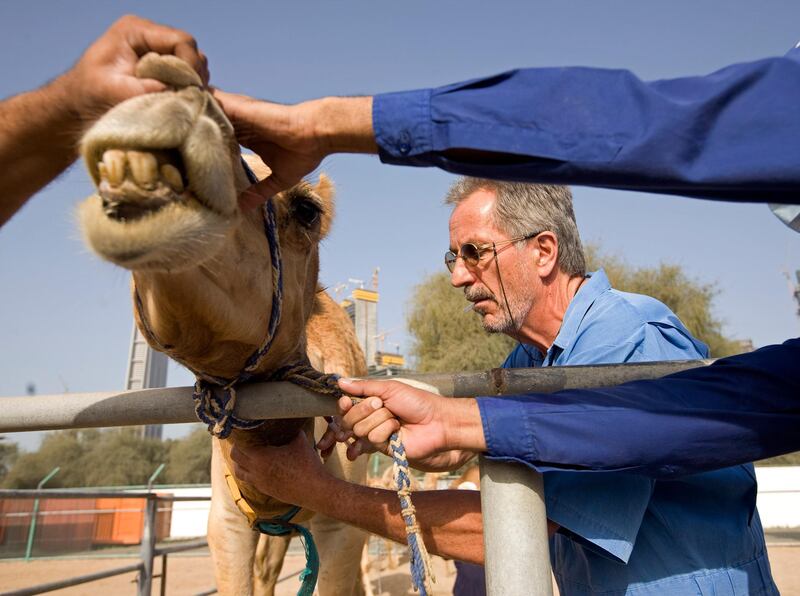 Dubai - March 23, 2010 - Scientific Director Dr. Ulrich Wernery gives camel 6A5 a shot of tranquilizer before blood is drawn from him at the Central Veterinary Research Laboratory in Dubai, March 23, 2010. (Photo by Jeff Topping/The National) 
 