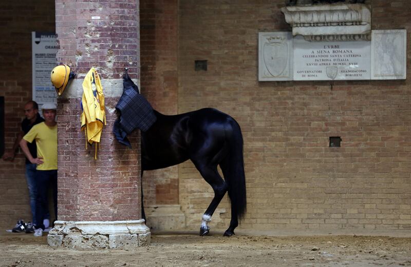 A horse hidden behind a brick pillar before the Palio of Siena in Italy. Stefano Rellandini / Reuters