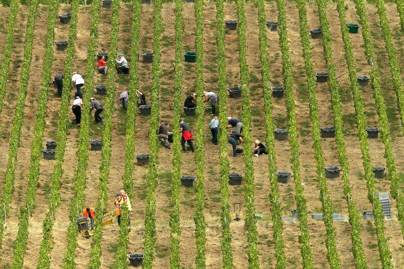People works during the harvest in the vineyards in Ay, in the northeastern French champagne region.  AFP