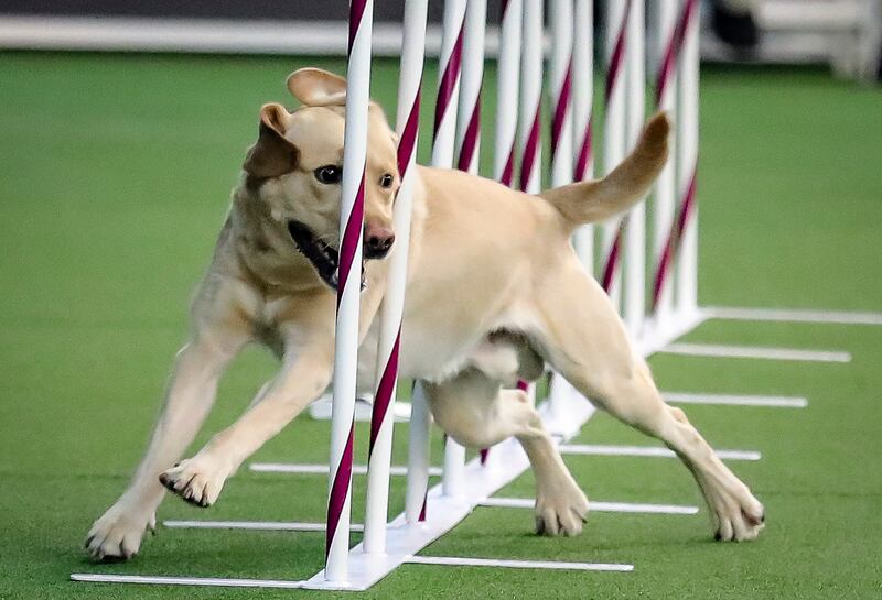 Sweet moves: Tag, a labrador retriever weaves through a series of poles during Westminster Kennel Club's agility competition. AP