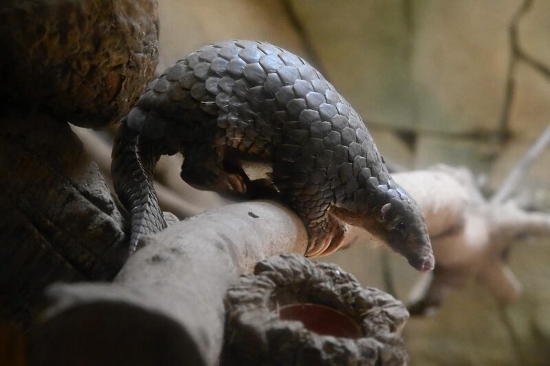 A Formosan pangolin at the Taipei Zoo. China has removed pangolin parts from its official list of traditional medicines, state media reported on June 10, 2020, days after increasing legal protections on the endangered animal.  AFP