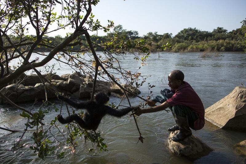 The Chimpanzee Conservation Centre in Somoria, Guinea. Dan Kitwood / Getty Images