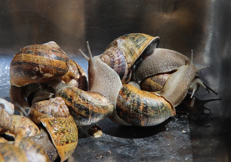 Snails sit in a box at a farm in the village of Sanhaja, Manouba, north-east Tunisia. Cosmetic firms want snail mucus rich in Vitamin E, hyaluronic acid and collagen for skincare products.