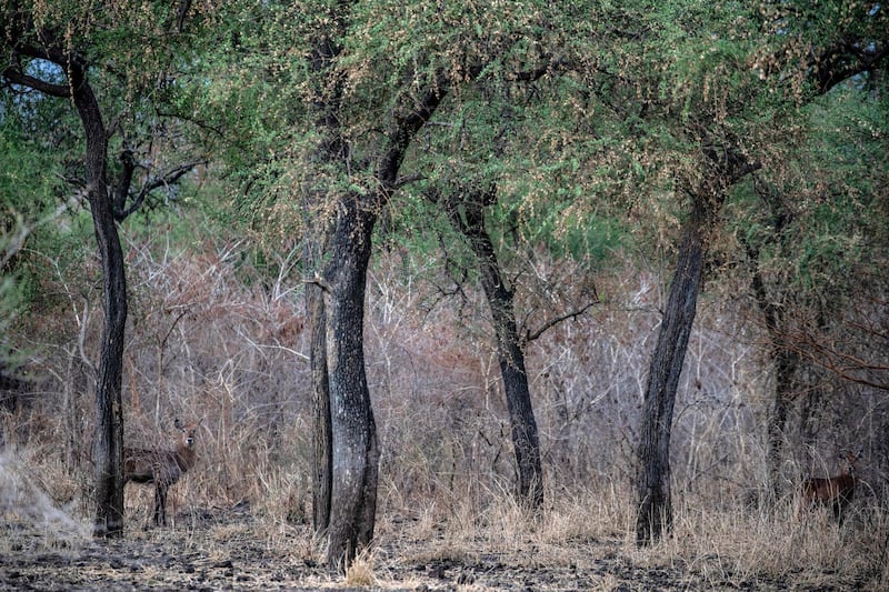 A young waterbuck at Dinder National Park in Sudan. AFP