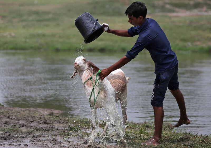 A vendor bathes a goat in Ahmedabad, India. Reuters