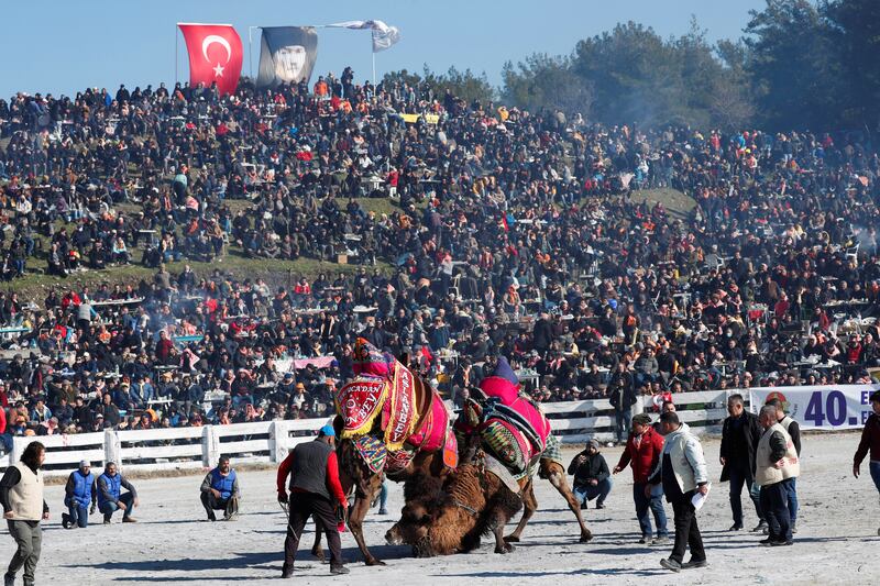 Camels fight in the Pamucak Arena during the annual festival.