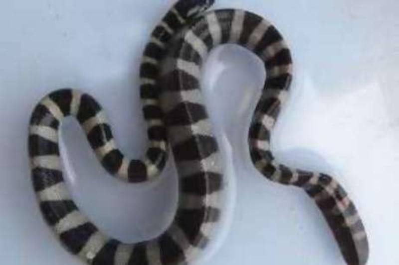 This undated handout image shows an Arabian Gulf sea snake. 