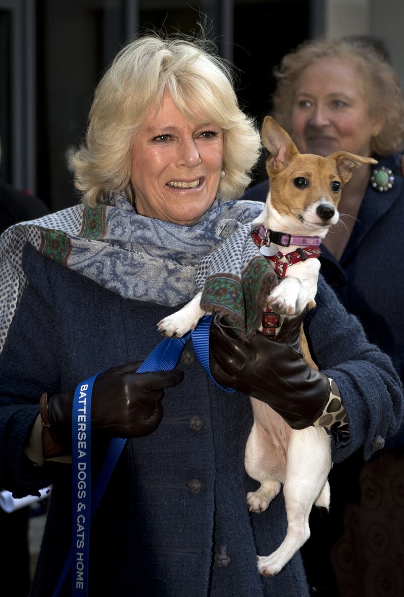LONDON, ENGLAND - DECEMBER 12:  Camilla, Duchess of Cornwall carries her Jack Russell dog Bluebell as she arrives during a visit to Battersea Dog and Cats Home on December 12, 2012 in London, England. The Duchess of Cornwall as patron of Battersea Dog and Cats home visited with her two Jack Russell terriers Beth, a 3 month old who came to Battersea as an unwanted puppy in August 2011 and Bluebell a nine week old stray who was found wandering in a London Park in September 2012.  (Photo by Adrian Dennis - WPA Pool/Getty Images)
