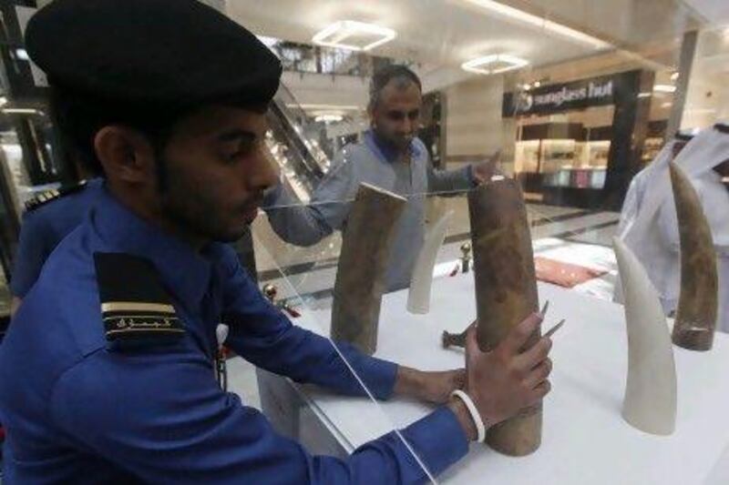 DUBAI, UNITED ARAB EMIRATES - May 15, 2012 - Dubai Customs Inspector, Saeed Ahmed, places a piece of elephant ivory into its' display case at the Dubai Customs exhibit titled 'Endangered Speices' in the Central Galeria at Murdif City Centre Mall Dubai, May 15, 2012. The exhibit can be seen through Sunday May 20. (Photo by Jeff Topping/The National)
