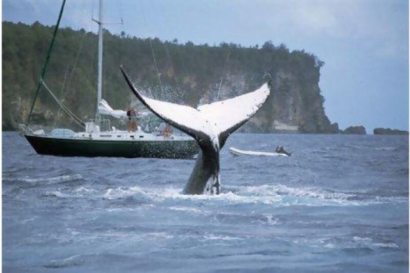 Whale Swim Adventures has a four-day trip to Tonga that offers visitors the opportunity to swim with humpback whales. Getty Images