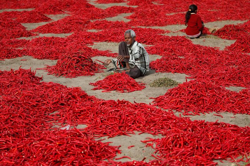 A man removes stalks from red chilli peppers at a farm in Shertha village on the outskirts of Ahmedabad. Amit Dave / Reuters