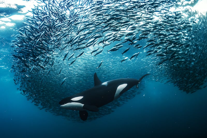 Gold award winner in the Underwater category: A female orca splitting a herring bait ball in Norway, taken by Andy Schmid
