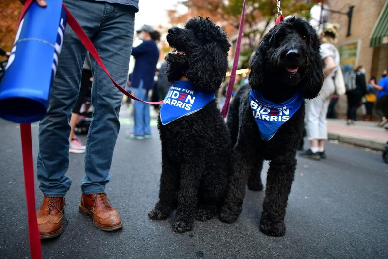 Dogs with bibs supporting Democratic presidential nominee Joe Biden are seen across the street from where ballots are being counted in Philadelphia, Pennsylvania. Reuters