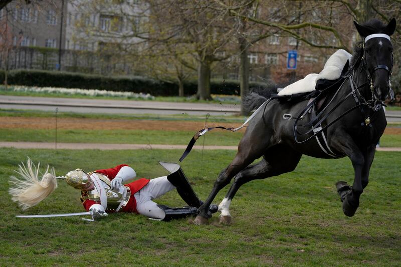 A soldier of the Household Cavalry Mounted Regiment falls off a horse during practice on Thursday for the state ceremonial parade surrounding this year's Platinum Jubilee celebrations at Hyde Park in London. AP Photo