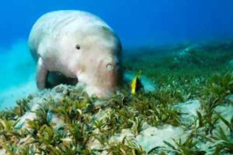 A dugong, also known as a sea cow, and cleaner fish graze together on a bed of seagrass.