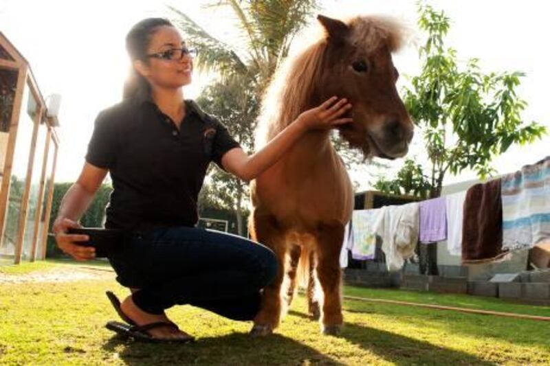 Dubai, United Arab Emirates - Dec 26, 2011 - Sara Abdulla, 23, feeds Sandy, a Shetland miniature horse. She helps her mother with Dubai Animal Rescue Centre, a family business in Al Barsha. The centre's main purpose is to rescue and rehabilitate exotic wildlife. Sarah Dea / The National    