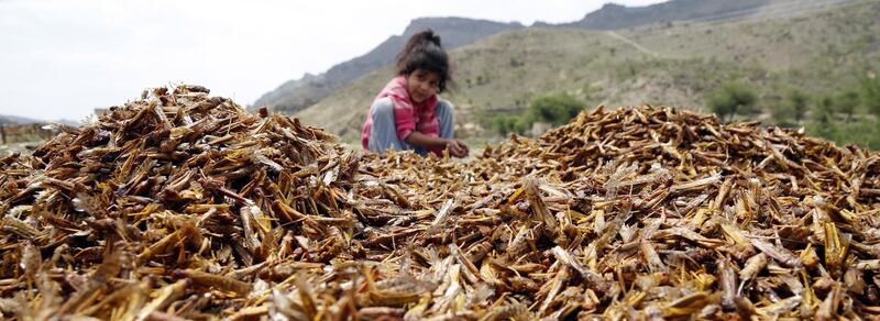 Traditionally, many Yemenis roast locusts and eat them amid food shortages in the war-torn country.