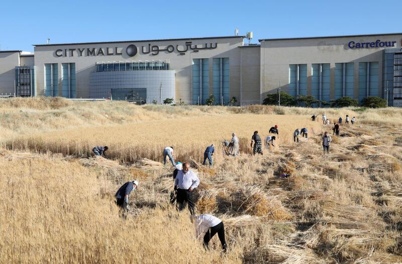 People harvest wheat near a shopping mall as part of a project to develop food self-sufficiency, in Amman, Jordan. Reuters