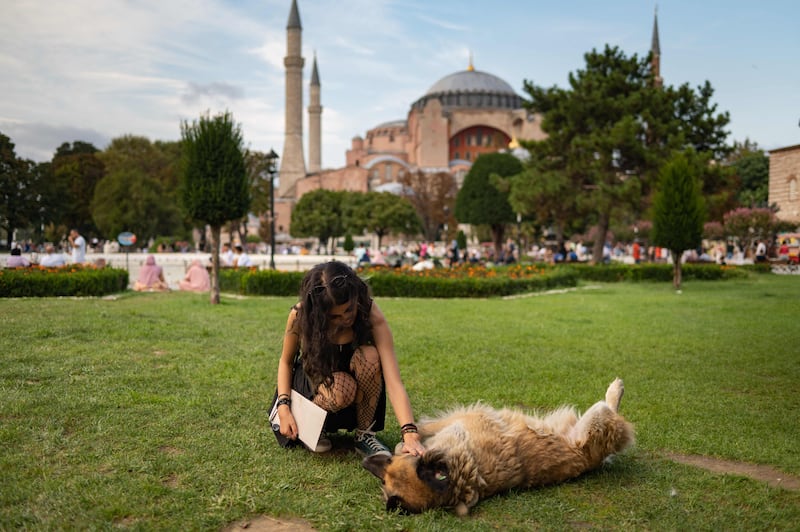The sheer number of stray animals in Istanbul's public spaces jumps out at most visitors to Turkey's ancient cultural capital. All photos: AFP