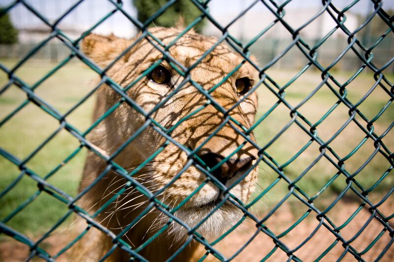 ABU DHABI, UNITED ARAB EMIRATES - MARCH 13, 2008: Ronel Smith, Director of the Abu Dhabi Wild Life Sanctuary large cat breeding program with Zulu, a lion. LAUREN LANCASTER/THE NATION.  *** Local Caption *** LL_LargeCatBreeding017.jpg