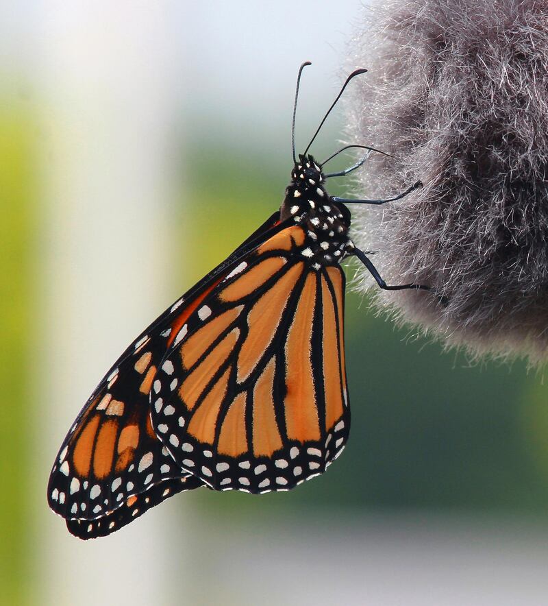 A Monarch butterfly lands on a video camera microphone windscreen during a news conference in White Haven, Pa.  AP