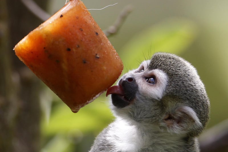 A squirrel monkey eats a fruit lollipop at the zoo in Medellin, Colombia. EPA