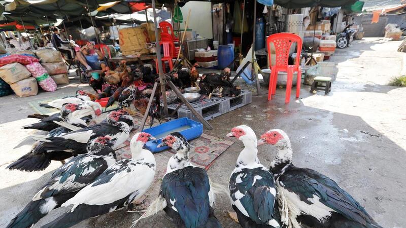 The UAE has banned the import of birds and poultry products from parts of Europe. EPA