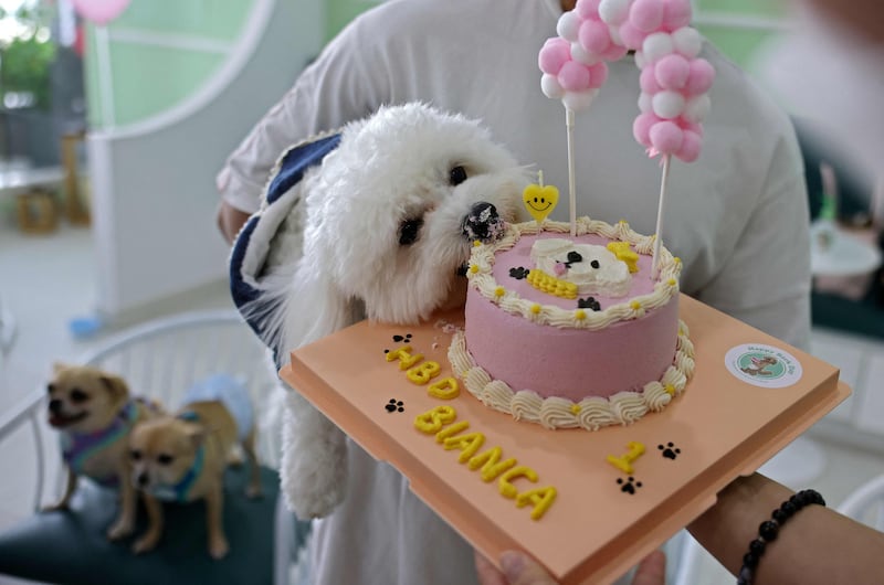 Blanca celebrates her first birthday with a special cake. AFP