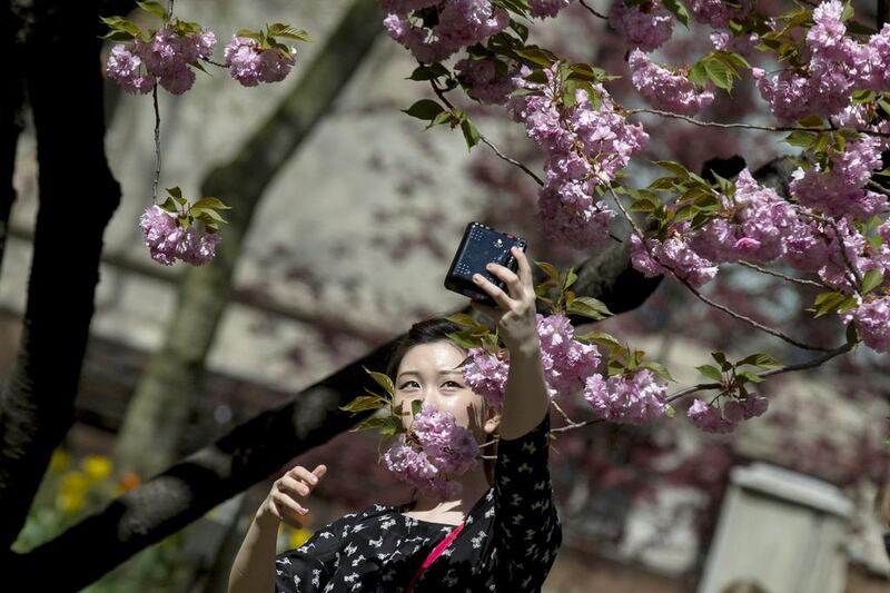 A woman takes a selfie photo with a cherry blossom tree outside Trinity Church in New York on 2 May, 2014. Reuters