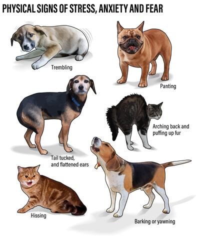 Some of the physical signs of stress, anxiety and fear pets can go through. Graphic: Roy Cooper / The National 