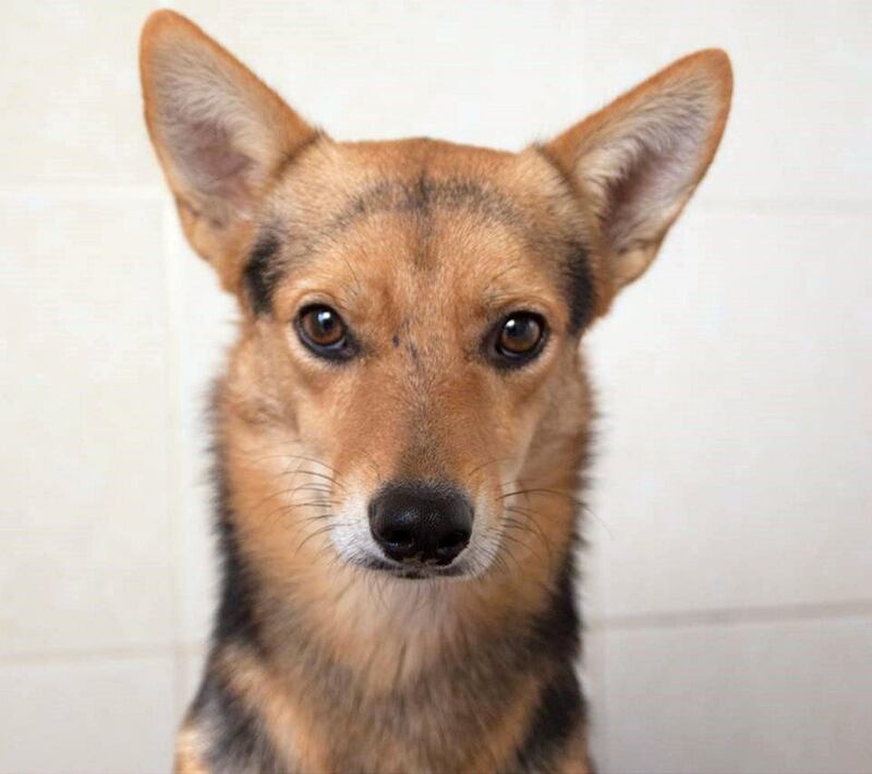 Stocking: Loves other dogs and loves playing. He doesn't have much experience with the outside world and would benefit from a home with another dog to teach him that life isn’t so scary. Stocking is looking forward to the cooler weather and going out on some walks and meeting new people. 2 years old, vaccinated, neutered and looking for love.