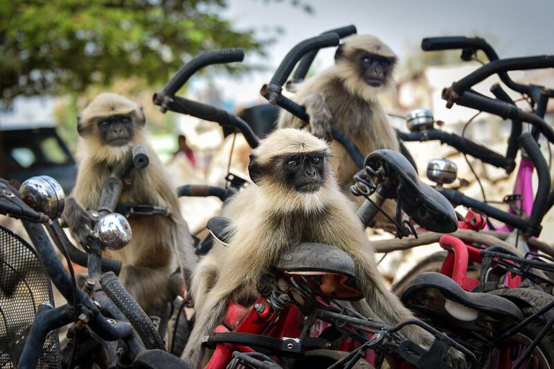 The race. Yevhen Samuchenko / Comedy Wildlife Photo Awards 2020