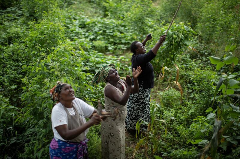 Farmers try to chase away swarms of desert locusts from a tree on their land by shaking branches, banging sticks together, and shouting, in Katitika village, Kitui county, Kenya. AP Photo