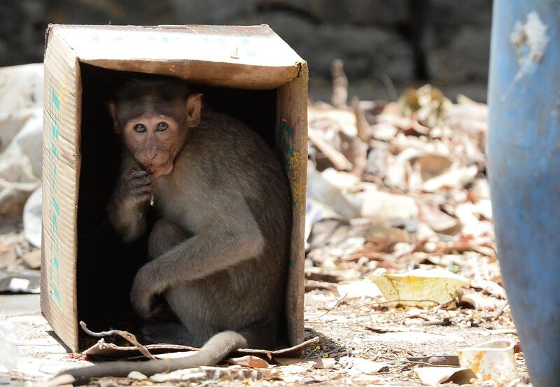 A monkey sits inside a cardboard box to protect itself from the heat in Chennai, India. AFP