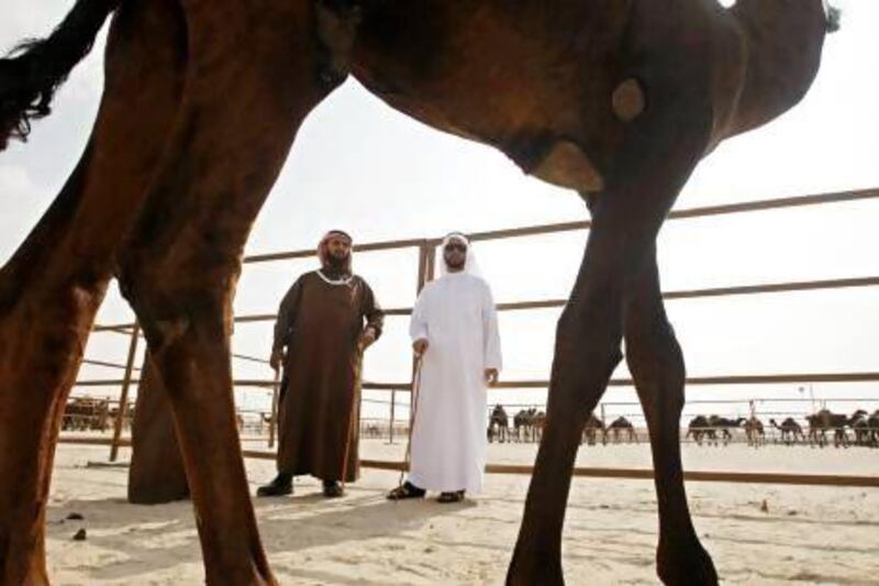 Judges Shakhbut Saad Al Dossary, left, and Hamad Mubarak Al Mazrouei examine a camel during the second day of the beauty competition at the Al Dhafra Festival at Madinat Zayed, Al Gharbia.