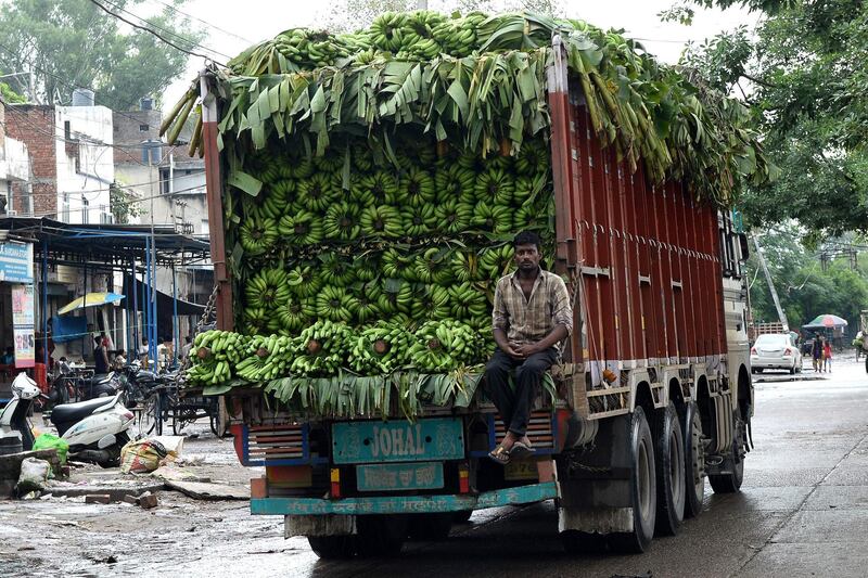 An Indian worker sits on the backside of a banana truck in Jalandhar on August 23, 2018. (Photo by SHAMMI MEHRA / AFP)