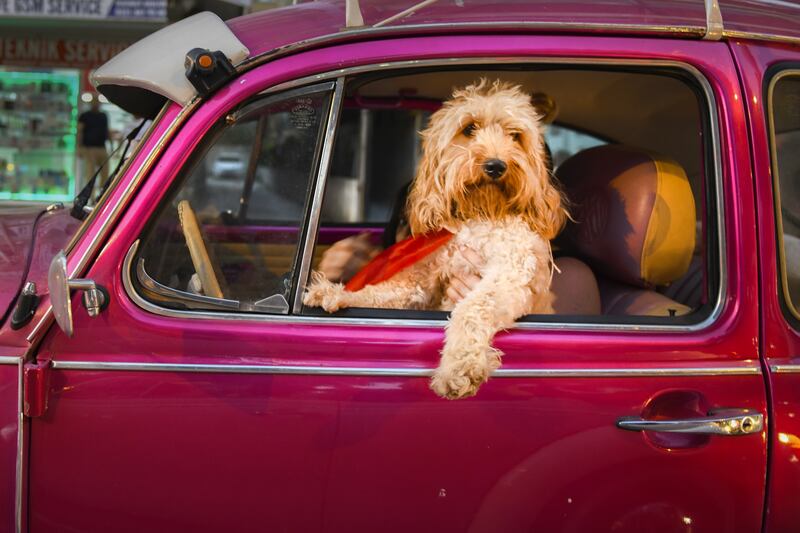 Comedy Pet Team Favourite: 'Chauffeur Dog' by Mehmet Aslan from Turkey.