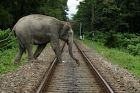 Watchful AI saves India's endangered wild elephants from speeding trains