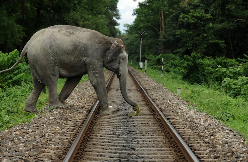 Authorities in India's Tamil Nadu state use AI-enabled cameras to keep migrating elephants and trains safe from collisions. AFP
