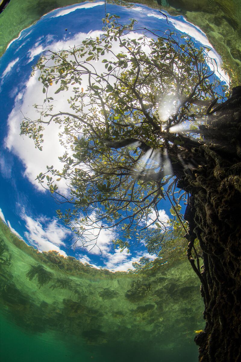 Highly Commended, Mangroves & Underwater, Hamid Rad, Indonesia. Photo: Hamid Rad / Mangrove Photography Awards