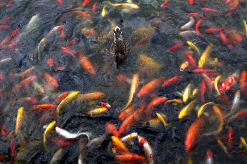 A duck hunts for bait on a park lake in Beijing. Andy Wong / AP Photo