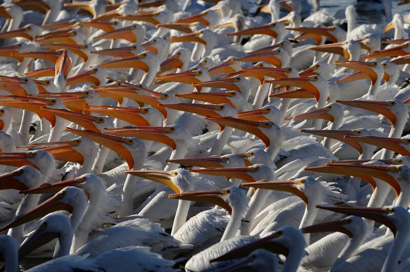 American white pelicans on the shores of Lake Chapala, in the town of Petatan, Michoacan state, Mexico.  EPA