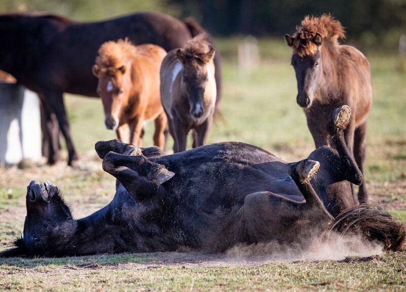 An Icelandic horse rolls on the ground as foals watch on the meadow of a stud in Wehrheim near Frankfurt, central Germany.  AP